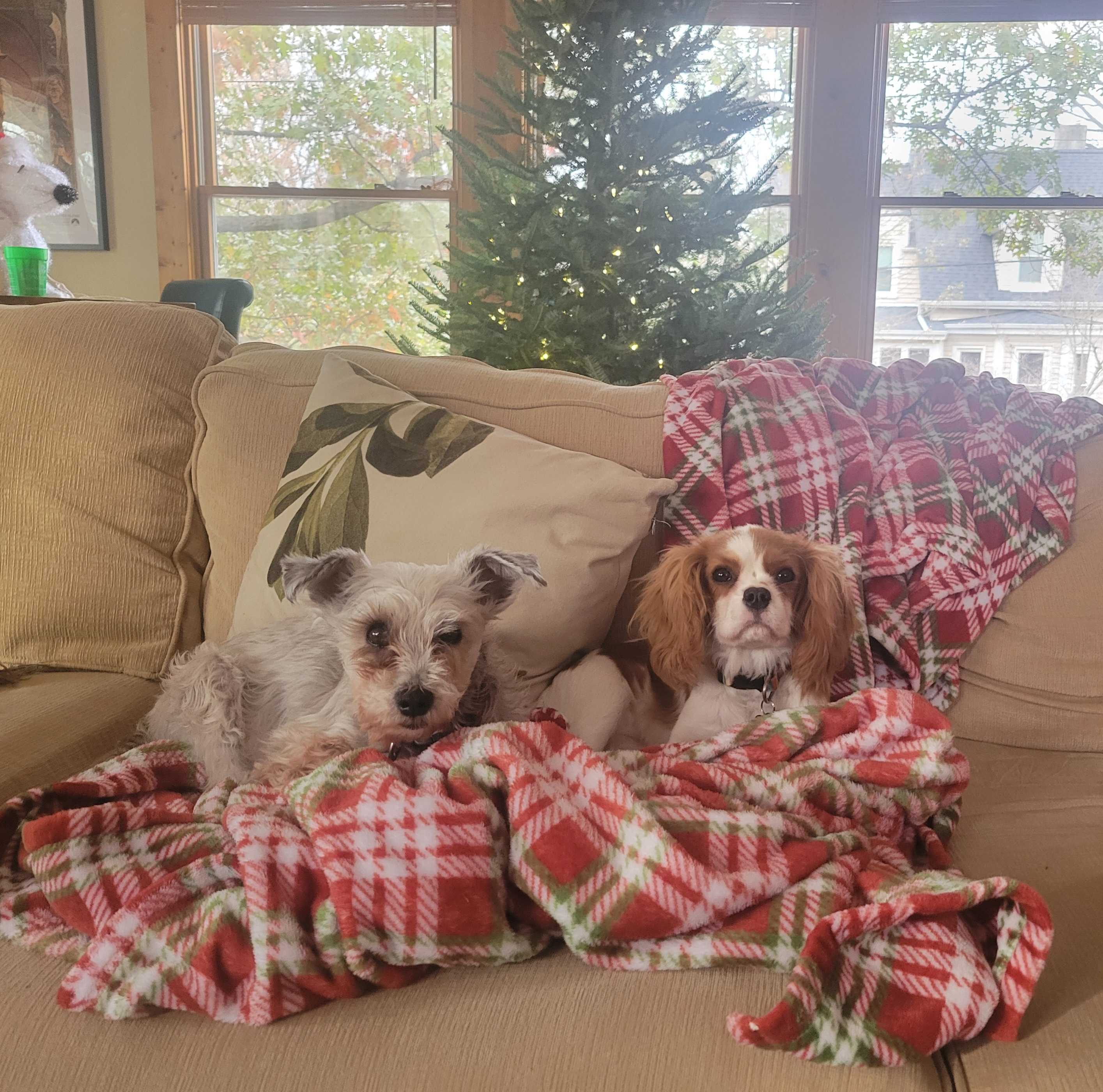 2024-12-13 Pepper and Bingley.jpg